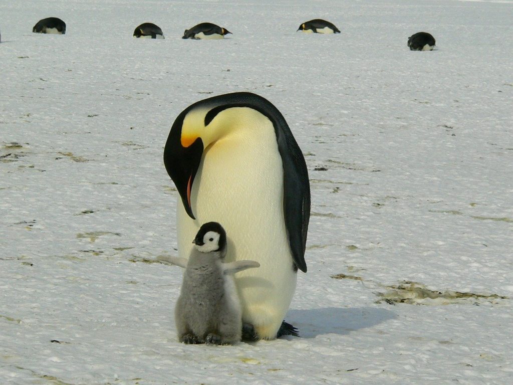 ペンギンの画像