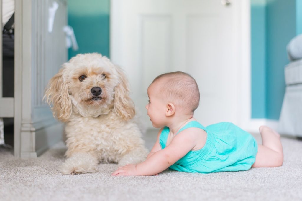 犬と遊んでいる赤ちゃんの画像